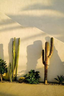 Todos Santos, Meksika yakınlarındaki Kaktüs Bitkileri