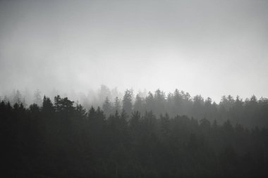Sahildeki Oregon 'da dağların üzerinde alçak sis var.