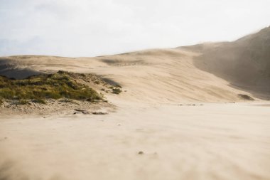 Oregon sahilindeki kum tepelerini uçuruyor.