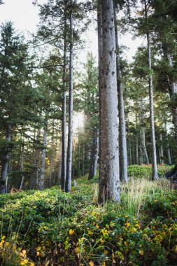 Oregon sahillerindeki ağaçların arasından güneş parlıyor.