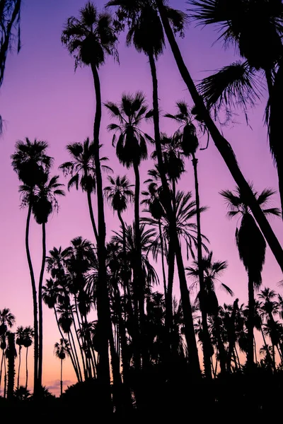 Palmen Bei Sonnenuntergang Todos Santos Mexiko — Stockfoto