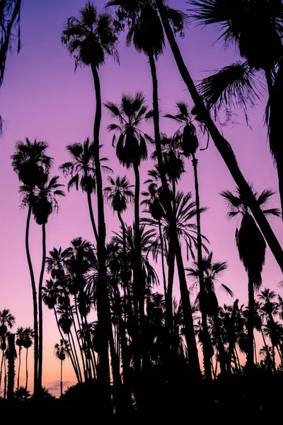 Palmeiras Pôr Sol Todos Santos México — Fotografia de Stock