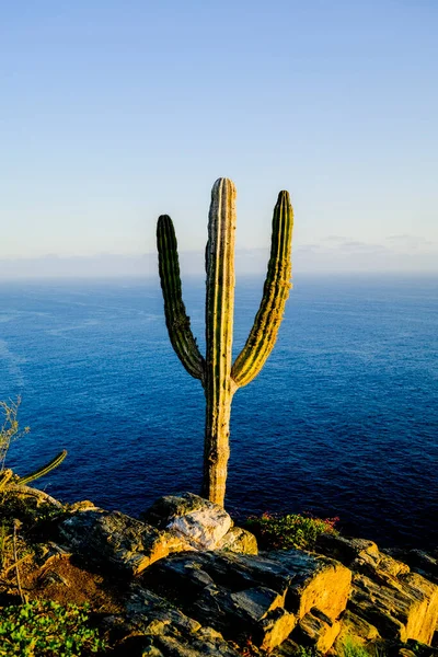 Cactus Plant Cliff Todos Santos Μεξικό — Φωτογραφία Αρχείου