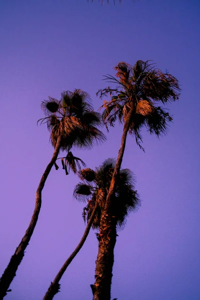 Palmeiras Praia Perto Todos Santos México — Fotografia de Stock