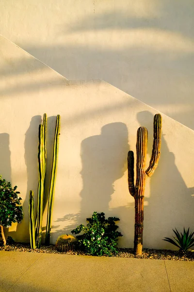 Cactus Plants Todos Santos México — Foto de Stock