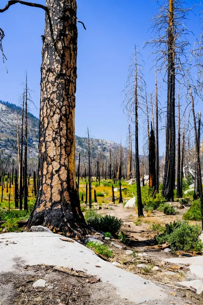 Verbrannte Bäume Yosemite Nationalpark — Stockfoto