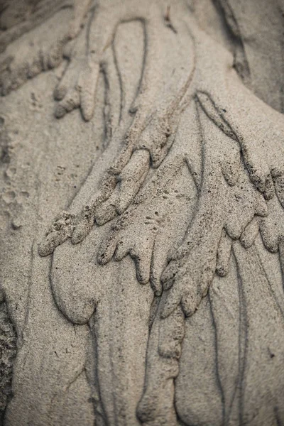 Detalhes Pegadas Animais Areia Após Uma Tempestade — Fotografia de Stock