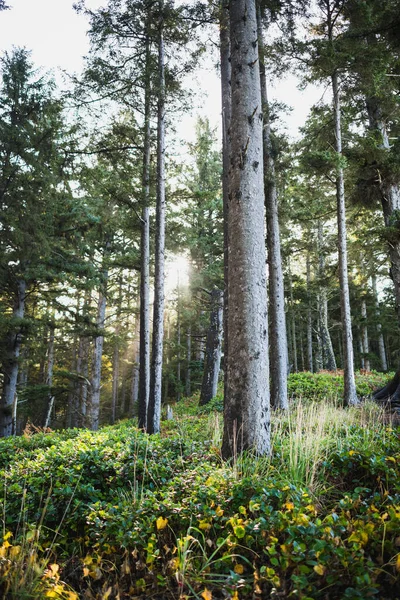 オレゴン州沿岸の木々の間に輝く太陽 — ストック写真