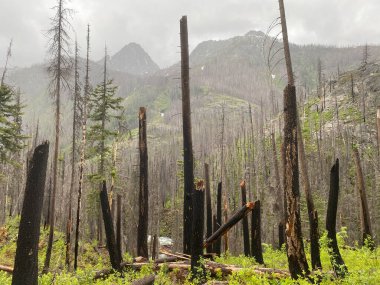 Entiat Nehri Vadisi 'nde, orman yangını tarafından tahrip edilmiş bir yürüyüş.