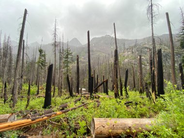 Orman yangını tarafından tahrip edilmiş bir ormanda yürüyüş yapmak.