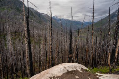 Entiat Nehri vadisinde yanmış ağaçlar.