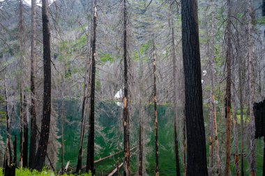 Alp gölünün yanında yanmış ağaçlar.