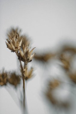 Beyaz Arkaplanda Kurumuş Botanik Çiçeği