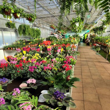 Serada bitkilerin sergilenmesi