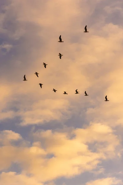 Vacker Utsikt Över Måsar Flyger Formation Solnedgången Himlen Saquarema Rio — Stockfoto