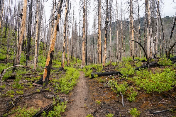 Sentier Travers Une Forêt Brûlée Feu Forêt — Photo