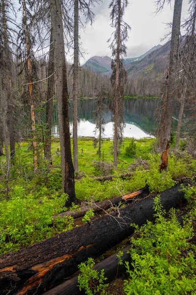 Kalme Wateren Van Een Alpenmeer Omringd Door Verbrande Bomen — Stockfoto