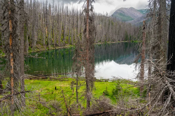 Kalme Water Van Myrtle Lake Omgeven Door Verbrande Bomen — Stockfoto