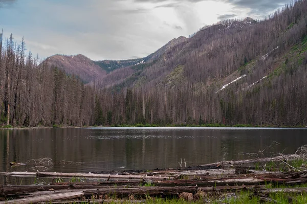 Lago Myrtle Cercado Por Árvores Queimadas Mortas — Fotografia de Stock