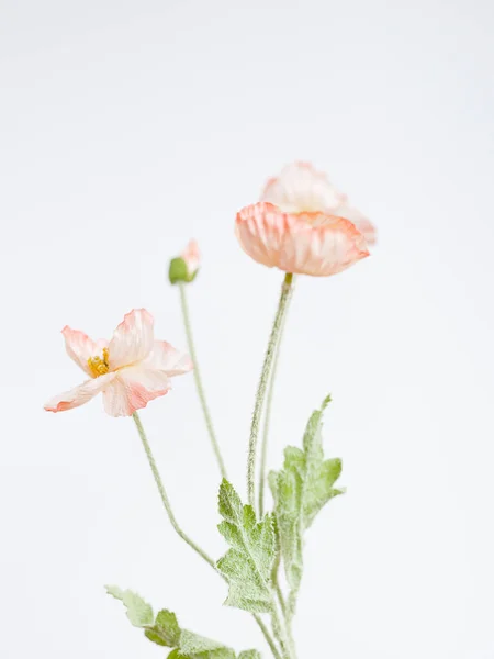 Fiori Papavero Rosa Sfondo Bianco — Foto Stock