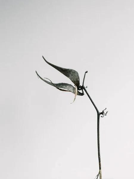 Flor Botánica Seca Sobre Fondo Blanco —  Fotos de Stock