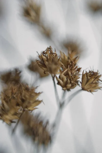 Αποξηραμένο Βοτανικό Λουλούδι Λευκό Φόντο — Φωτογραφία Αρχείου