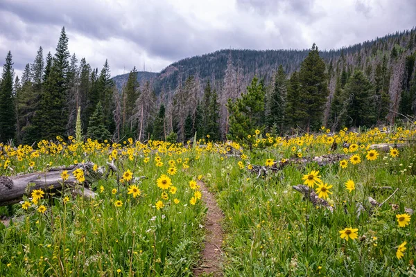 Bilder Tagna Backpacking Resa Indian Peaks Wilderness Colorado — Stockfoto