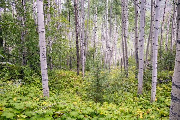 Fotos Tiradas Durante Uma Viagem Mochila Santa Cruz Wilderness Colorado — Fotografia de Stock