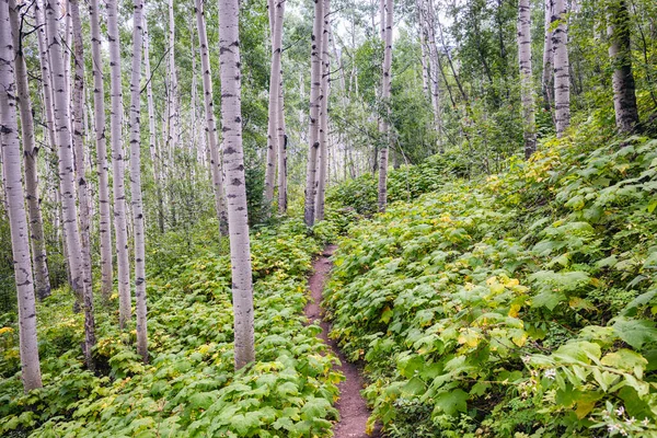 Bilder Tagna Backpacking Resa Holy Cross Wilderness Colorado — Stockfoto