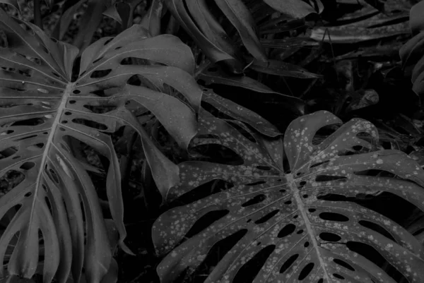Czarne Białe Liście Tropikalne — Zdjęcie stockowe