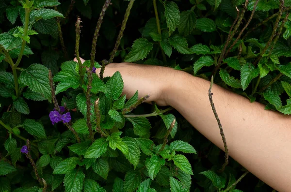 Plantas Tropicales Alto Detalle Con Tonos Frescos —  Fotos de Stock