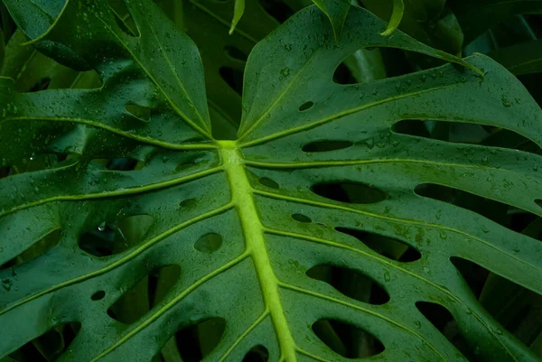 Plantas Tropicales Alto Detalle Con Tonos Frescos —  Fotos de Stock