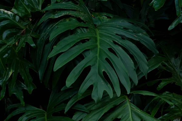 Nagy Részletességű Trópusi Növények Hűvös Tónusokkal — Stock Fotó