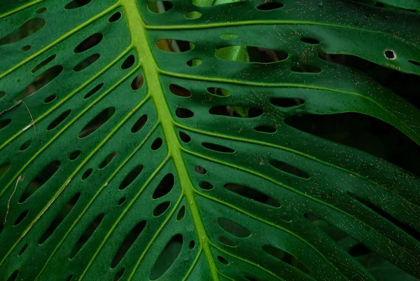Detail Tinggi Tanaman Tropis Dengan Nada Dingin — Stok Foto