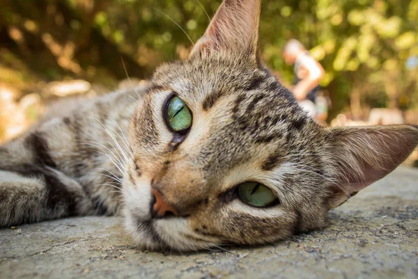 Дружелюбный Портрет Кошки Красивыми Глазами — стоковое фото
