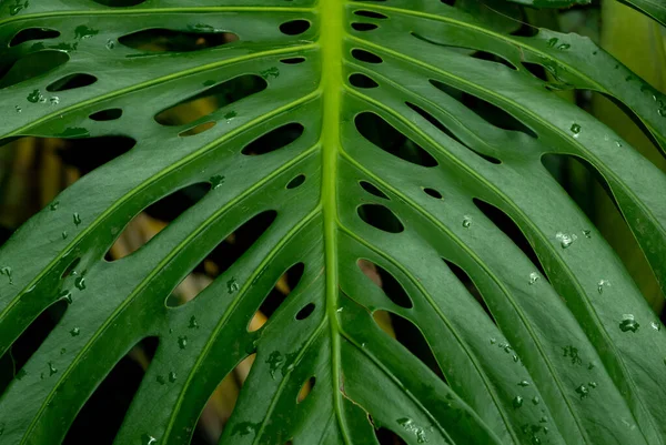 Vysoce Detailní Tropické Rostliny Chladnými Tóny — Stock fotografie
