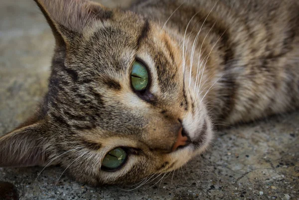 Дружелюбный Портрет Кошки Красивыми Глазами — стоковое фото