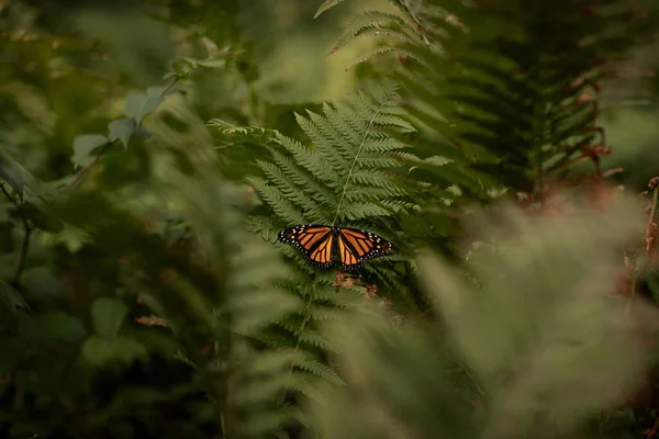 Papillon Monarque Perché Dans Quelques Buissons — Photo