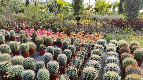 Különböző Típusú Kaktuszok Szabadban — Stock Fotó