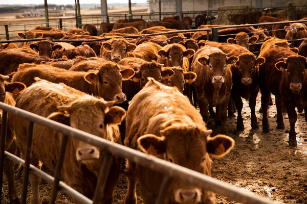 Bonitas Pantorrillas Dentro Una Granja Mirando Cámara — Foto de Stock