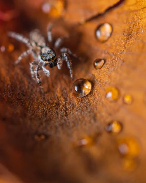 Μικρή Αράχνη Στην Κορυφή Ενός Ξηρού Φύλλου — Φωτογραφία Αρχείου