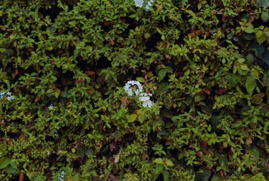 Yeşil bitki örtüsü ve çiçekli güzel duvarın arka planı.