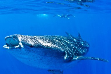 whale shark caught very close to a few meters deep accompanied by remora fish clipart