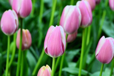 Bahçede pembe pembe çiçek açıyor.