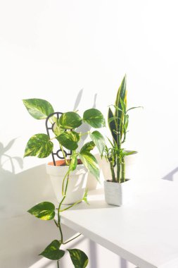 Beyaz duvar arkaplanı üzerinde yeşil bitkilerin yakın görüntüsü