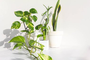 Beyaz duvar arkaplanı üzerinde yeşil bitkiler, boşluk konseptini kopyala