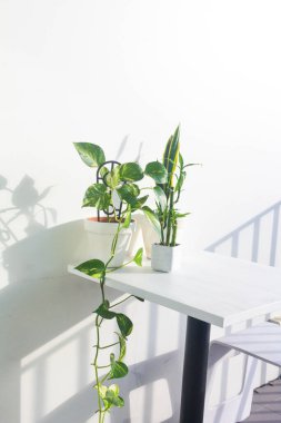 Beyaz duvar arkaplanı üzerinde yeşil bitkilerin yakın görüntüsü