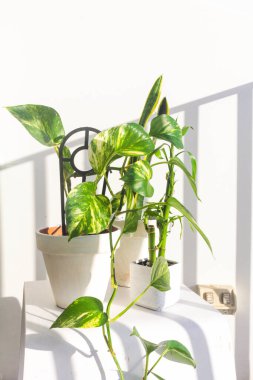 Beyaz duvar arkaplanı üzerinde yeşil bitkilerin yakın görüntüsü