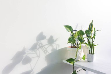 Beyaz duvar arkaplanı üzerinde yeşil bitkilerin yakın görüntüsü