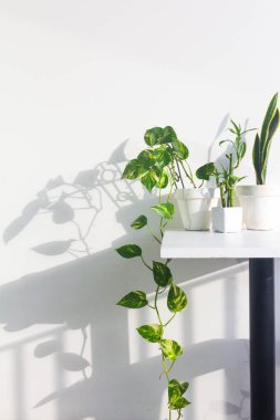 Beyaz duvar arkaplanı üzerinde yeşil bitkilerin yakın görüntüsü